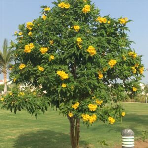 زراعة الاشجار والنباتات